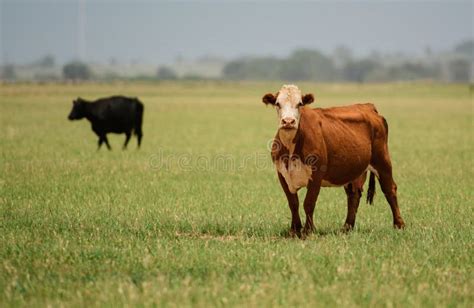 Cowshed And Cows On Pasture Agriculture And Farming Animal Concept