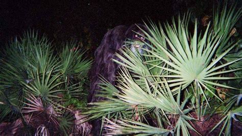 Florida Cryptids What Know About The Skunk Ape Wampus Cat And More