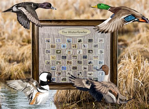 The Waterfowler Bucketlist Duck Hunting All 43 North American Species