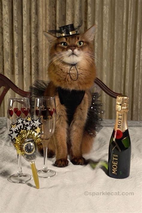 A Cat Wearing A Top Hat Sitting Next To Two Wine Glasses And A Bottle