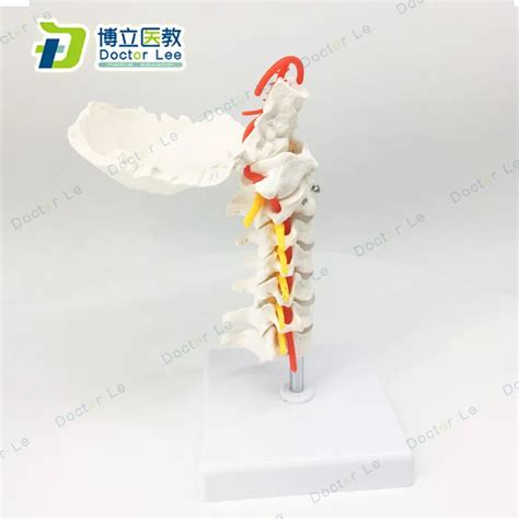 Anatomia Humana Coluna Cervical Car Tida Art Ria Posterior Occipital