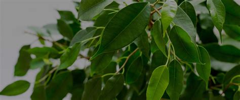 Ficus Benjamin Consigli Cura E Concimazione Il Paese Verde