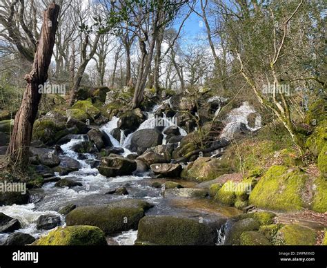 Dartmoor Woodland Lichen Hi Res Stock Photography And Images Alamy