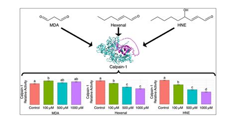 Lipid Peroxidation Products Influence Calpain 1 Functionality In Vitro