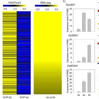 Genome Wide Profiling Of H3K27me3 Methylation And Gene Expression