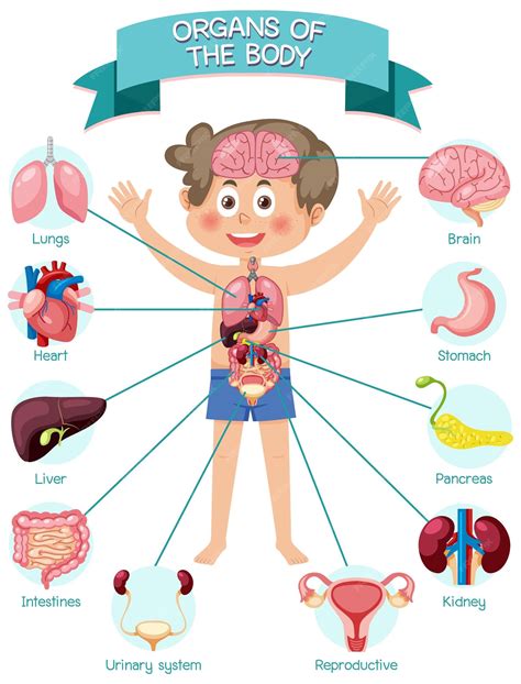 Premium Vector | Internal organs of the body for kids