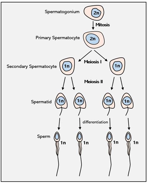 List The Stages Of Spermatogenesis Identify Which Stages In Quizlet