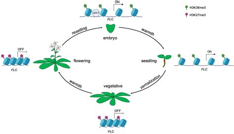 Frontiers Do Epigenetic Timers Control Petal Development