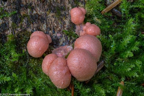 Slime Molds Flickr