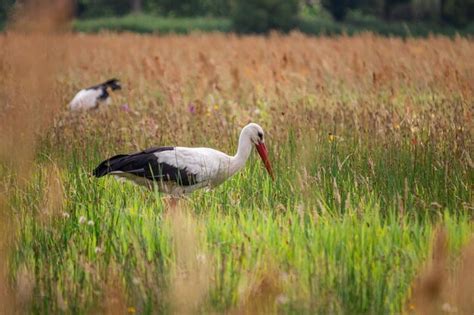 Premium Photo White Storks In A Field Of Grass