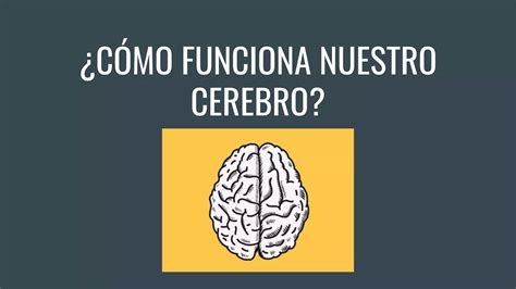 C Mo Funciona Nuestro Cerebro Ppt