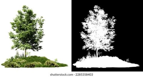 tree roots isolated  white background stock illustration