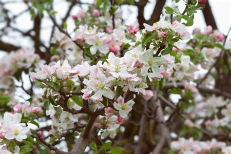 Blossoming Apple Tree Stock Image Image Of Growth Agriculture 67197479