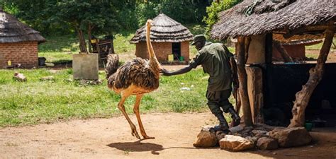 Wildlife Rangerugandarod Waddingtonflickr Cropweb Good Nature