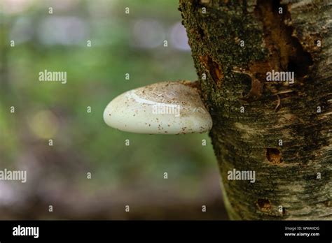 Champignons Blancs Poussant Sur L Arbre Banque De Photographies Et D