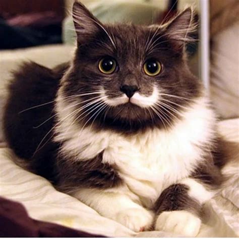 Самые популярные котики - картинки и фото koshka.top