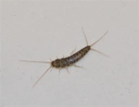 Morphology Of Longtailed Silverfish Ctenolepisma Longicaudata In