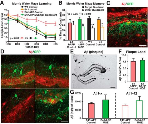 Inhibitory Interneuron Progenitor Transplantation Restores Normal Learning And Memory In Apoe4