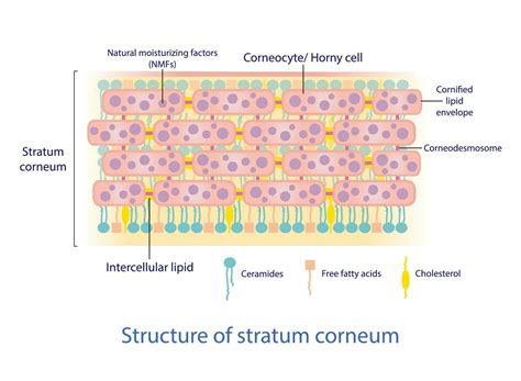 Structure Of Stratum Corneum Vector On White Background Bricks And