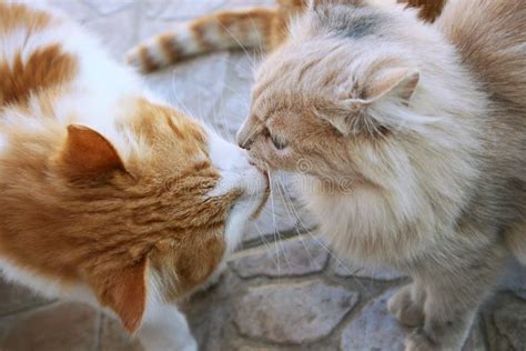 Kissing Cats Stock Image Image Of Feline Animal Kitty 12356057