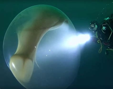 Deep Sea Divers Come Across Giant Squid Egg And Capture Rare Moment On