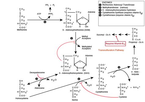 Amino Acid Metabolism Methionine Degradation