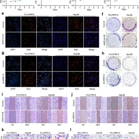 Arid A Regulates Hcc Cell Proliferation Clonogenic Ability Migration