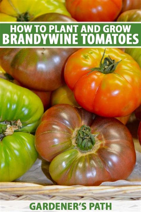 How To Grow Brandywine Tomatoes Gardeners Path