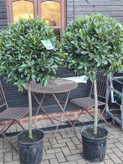 Another happy... - Badgers Hill Garden and Landscaping Centre