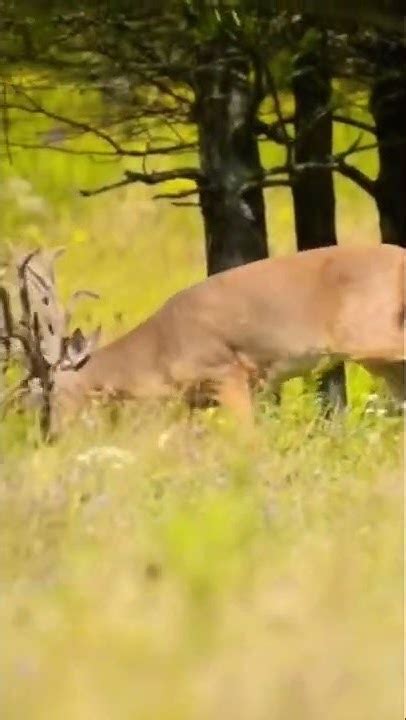 Awesomeness White Tail Buck Youtube