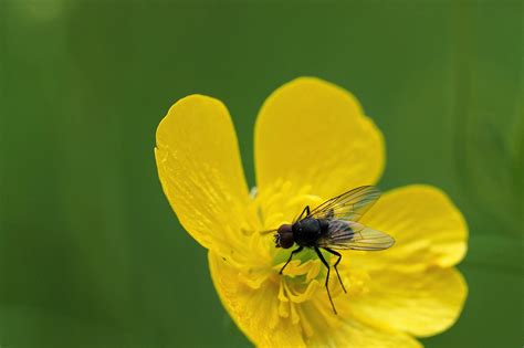 Flower Fly Insect Free Photo On Pixabay Pixabay