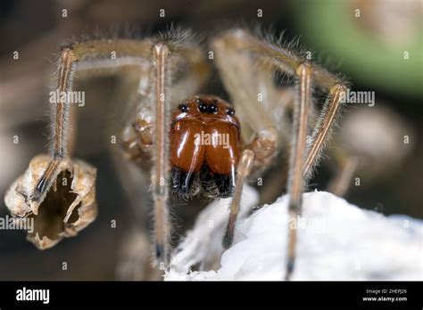 European Sac Spider Yellow Sack Spider Cheiracanthium Punctorium