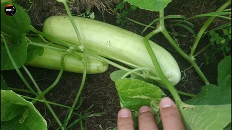 Pepinos BLANCOS Una Delicia Que Se Obtiene De Esta Planta EPICO