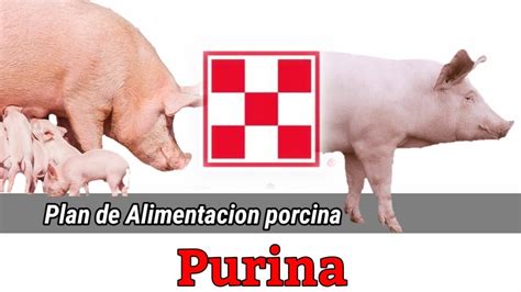 Plan de Alimentación para Cerdos PURINA YouTube