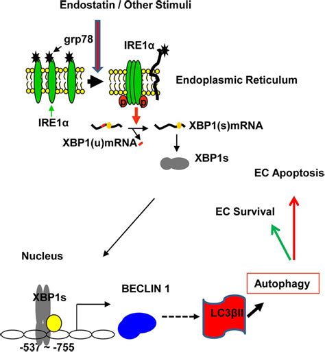 Xbp Mrna Splicing Triggers An Autophagic Response In Endothelial Cells