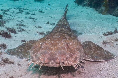 Introducing our Cabbage Tree Bay locals - Hello Manly