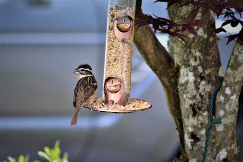 JULY UPDATE – Bird Feeder Alert – BC SPCA Asks You To Remove Bird ...