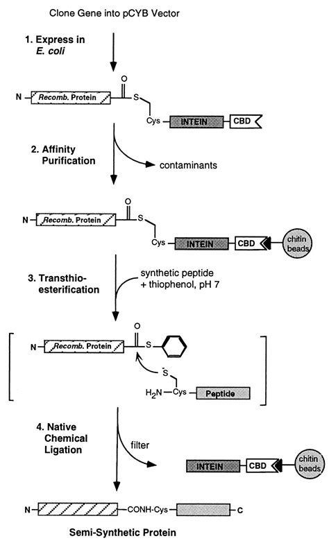 Expressed Protein Ligation A General Method For Protein Engineering PNAS