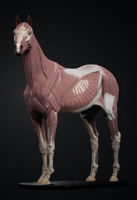 ArtStation - Horse Anatomy Kit in 2024 | Horse anatomy, Horses, Dog anatomy