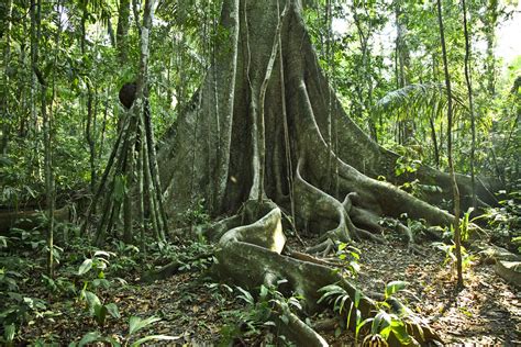 Bosque Tropical