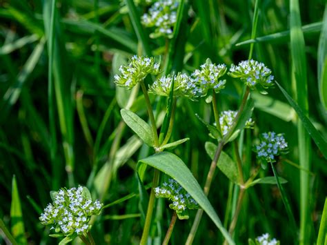 Valerianella Locusta Gew Hnlicher Feldsalat Peter Voigt Flickr