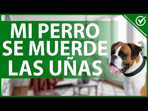 Por Qu Mi Perro Se Muerde Las U As Causas Y Consejos Tiles