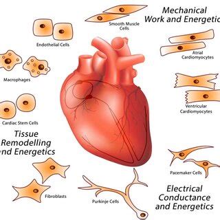 Major Cardiac Cell Types That Make Up The Heart The Heart Is A