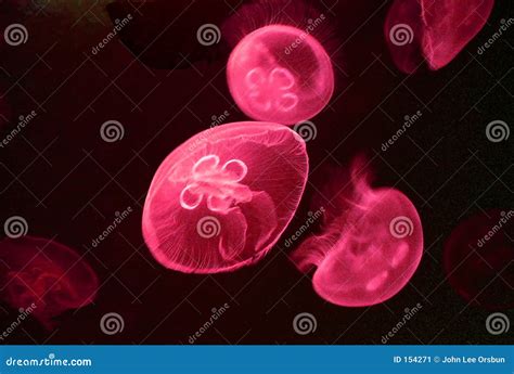 Pacific Moon Jellyfish (red) Stock Image - Image of moon, coelenterate: 154271