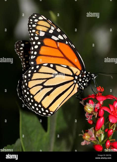 Danaus Plexippus Mariposa Monarca Hi Res Stock Photography And Images