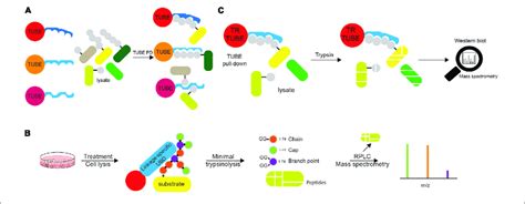 Tandems Of Ubiquitin Entities Can Be Utilized In Various Ubiquitin