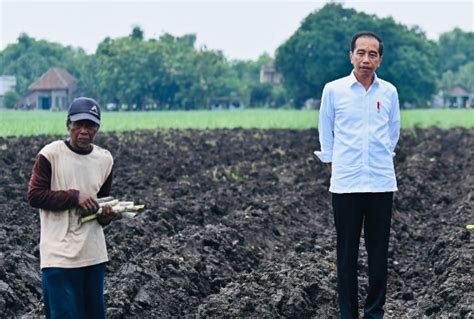 Petani Tebu Keluhkan Harga Dasar Gula Jokowi Janji Bahas Dengan