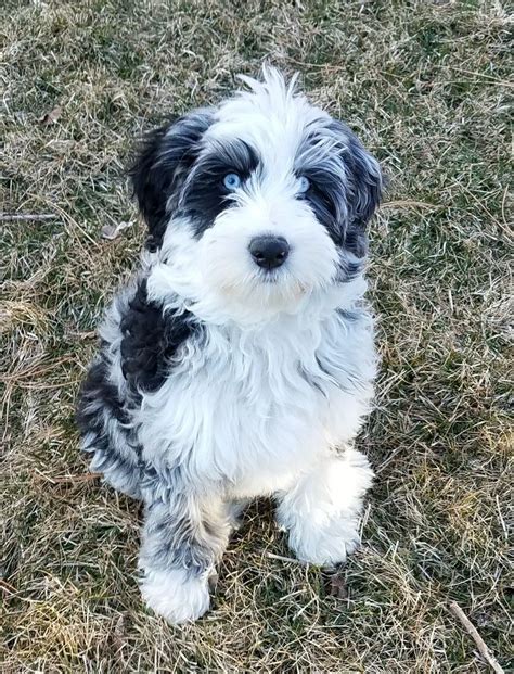 Aussiedoodle 101 an intro to the australian shepherd poodle mix – Artofit