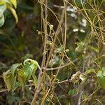 Cassytha Filiformis Eflora Of India