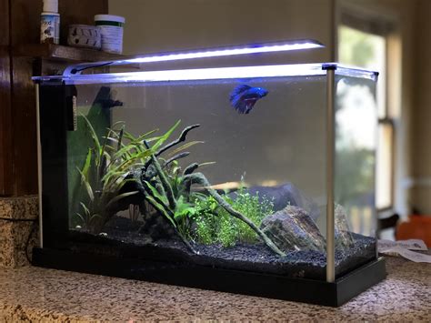 My Planted Fluval Spec V R Bettafish